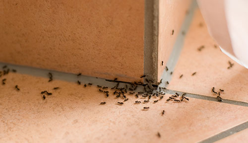 ants Ant Pest Control