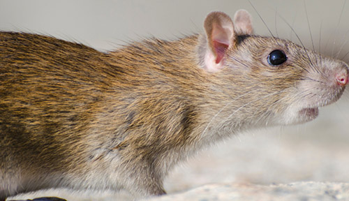 Close up shot, macro white ants or termites on decomposing wood. Rodent Pest Control