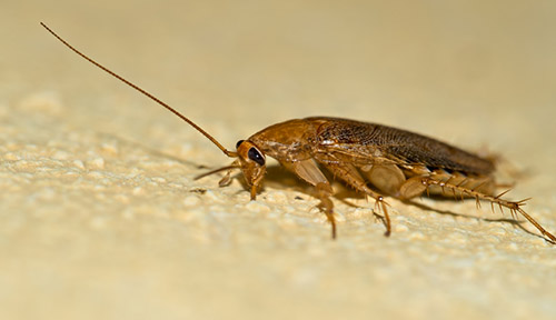 Close up shot, macro white ants or termites on decomposing wood. Roach Pest Control