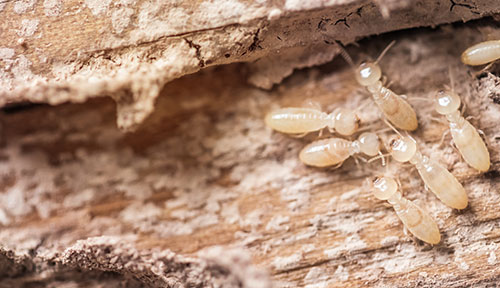 termites termites pest control
